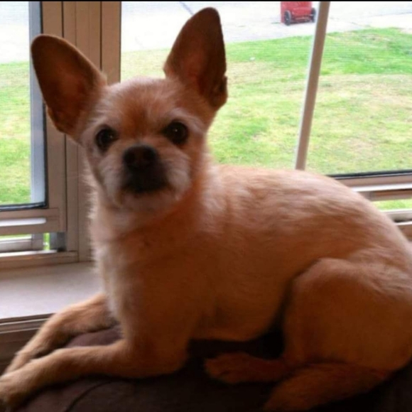 Meet your Posher, Pam. I WILL ACCEPT ANY REASOABLE OFFER - Picture 12 of 13